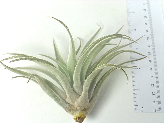 Tillandsia Air Plant -Harrisii Flowering Plant with Soft Leaves. Great Gift. Easy Care. Start your Collection Today.