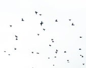 Bird photography flock in flight black and white landscape and nature fall photo, 8x10 fine art print