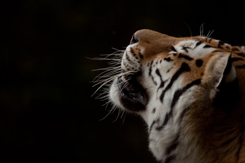 Tiger Head Fine Art Photography Nature Print - Big Cat or Animal Lovers - Gift for Boyfriend, Men, Manly Man Cave, Dude, Guy, Father, Boy