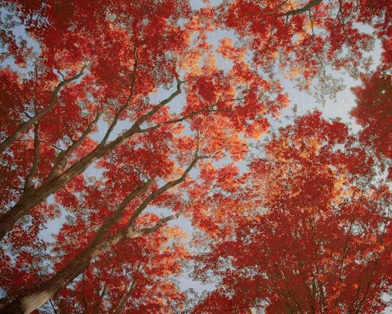 Autumn Tree Photography 8x10, Red Maple Photograph, Rustic Nature Fall Home Decor, Woodland Wall Art, Canadian Maple Tree Print