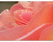 Pink Flower Photograph, Botanical Art Print, Bathroom Art, Pink Rose, Matted