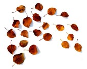 Autumn Leaf Palette No. 1 - 8x10 Photo - Minimal Rustic Modern Decor