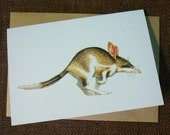 Australian Bilby - blank greeting card from original watercolour