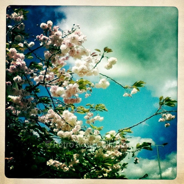 Retro Photo - Cherry Blossom - 6x6" Photo Print -  Nature, Flowers, Blue Sky, Home Decor, Gift
