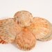Orange Scallop Seashell Barrette , Mermaid Hair Accessory, Beach Wedding Hair Jewelry