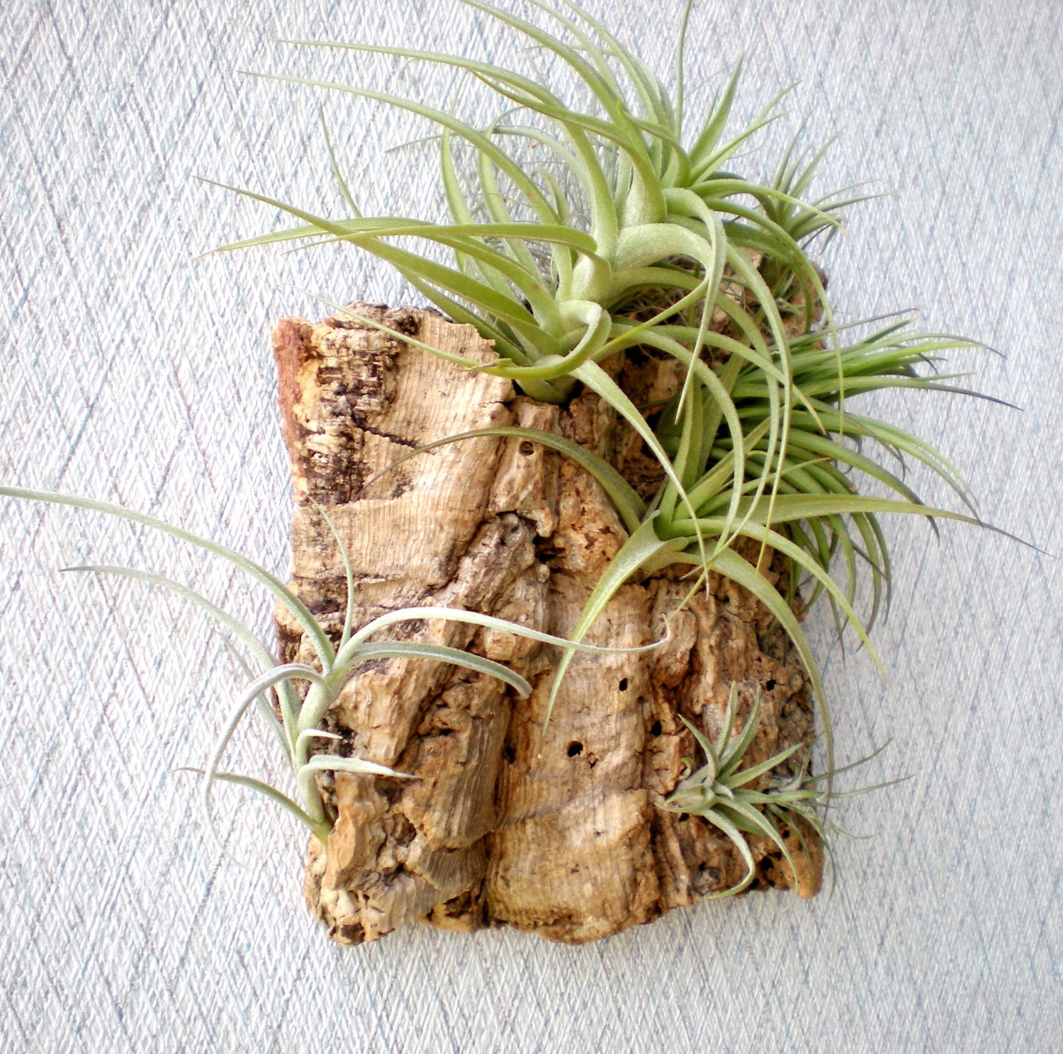 Vertical Garden: Air Plants on Sustainable Virgin Cork Bark