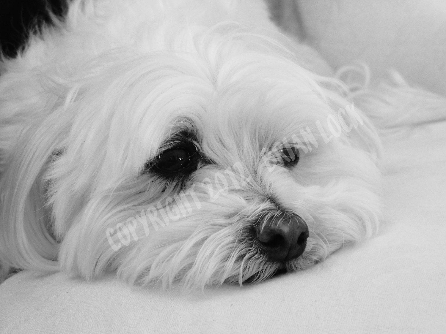 Maltese Dog Black and White Photograph - Long Day