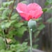 Pink Paperver Somniferum Seeds 2012