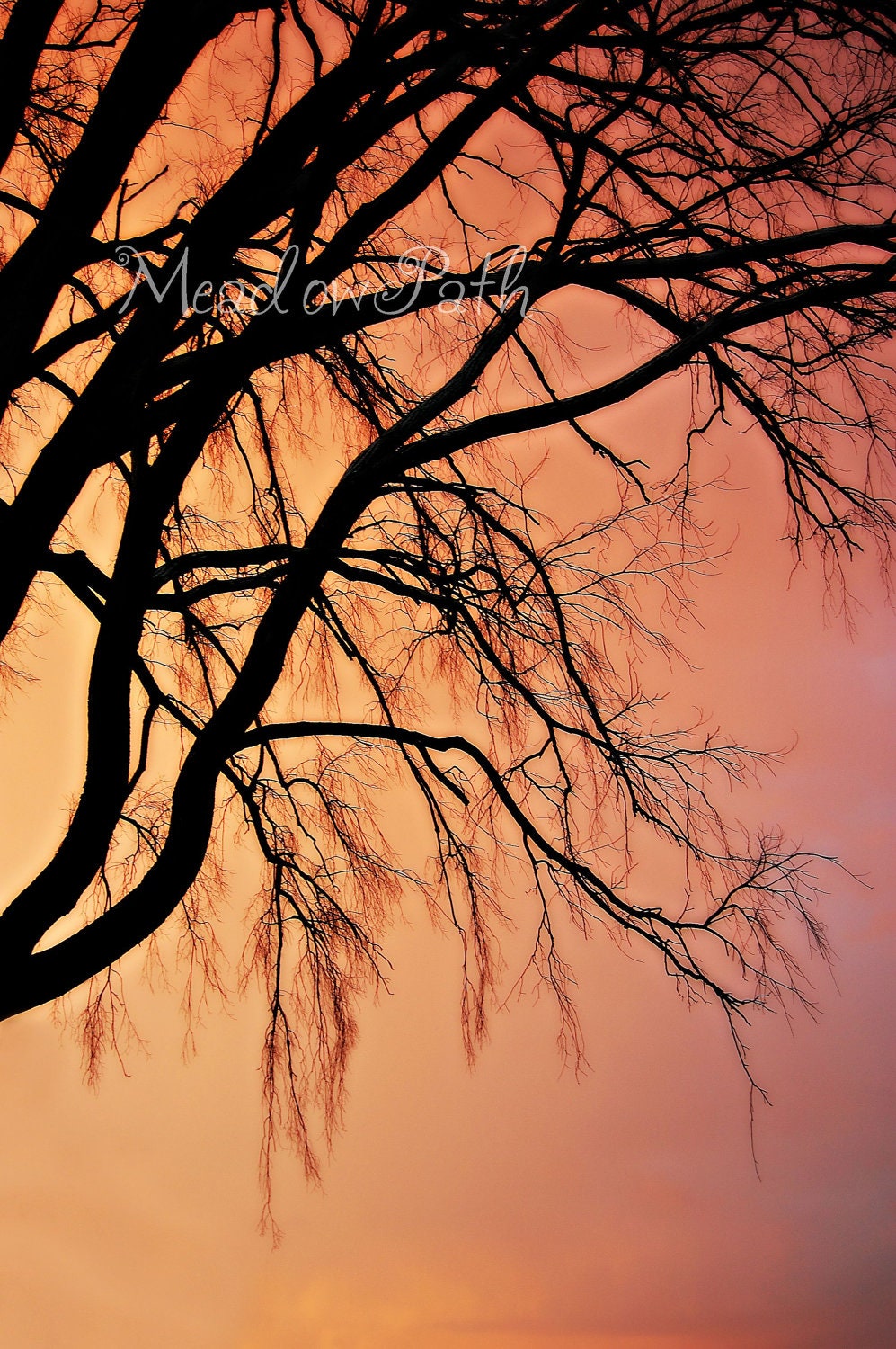 Sunset, Silhouette, Tree, Branches, Orange Sky, 16x24 Print, 'The Twilight Tree'