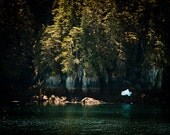 Alaska Forest Landscape Photo, Nature Color Photography, Emerald Green Fine Art Photo Wall Art