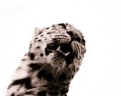 Leopard Wall Decor - Sepia Animal Photography, Monochrome Fine Art Photo, Nature Home Decor Wall Art