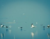 Pelicans Photography, Wildlife Photography, Pelicans cormorants and gulls in flight,  Aquamarine blue 8x10 or 8x12 print