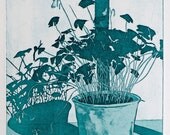 Oxalis Triangularis Etching Print