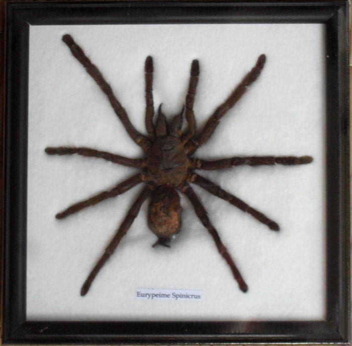 Real Spider Tarantula Taxidermy framed /SP0A