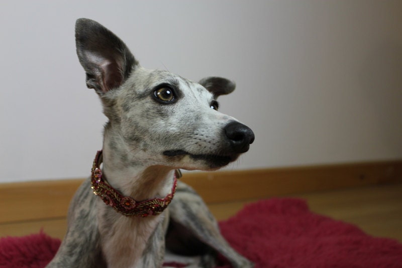 Couture dog collar with elegant red sequin daisy surround.