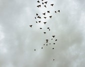 Free Birds // 5x5" Color Photograph