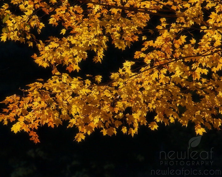 Nature Photography, fall maple leaves at sunrise, yellow and black, 8x10 fine art print