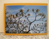 Tree Card, Cox Arboretum Ohio, Blank, All Occasion, Original Photography