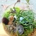 Steampunk Air Plant and Moss Terrarium - A Perfect Birthday or Fathers Day Gift