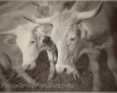 Rodeo Longhorn Cow Photograph Black and White Rustic Farm Home Decor by Tabora