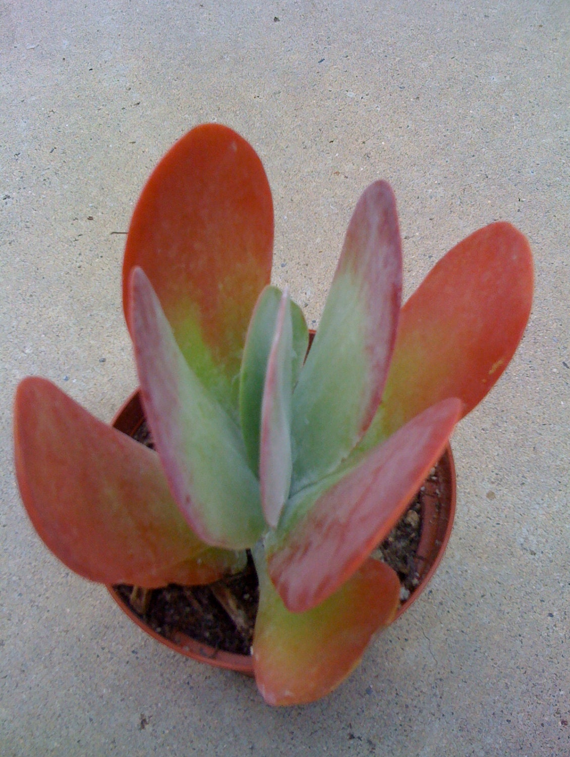 Succulent Plants, Flapjack Kalanchoe