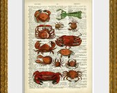 SEALIFE COLLAGE 01 book page art print - an upcycled antique dictionary page with a retooled antique sea illustration - sealife home decor