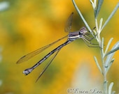 Damselfly Photo, dragonfly photography, rustic harvest gold nature picture, 5x7 wall art print