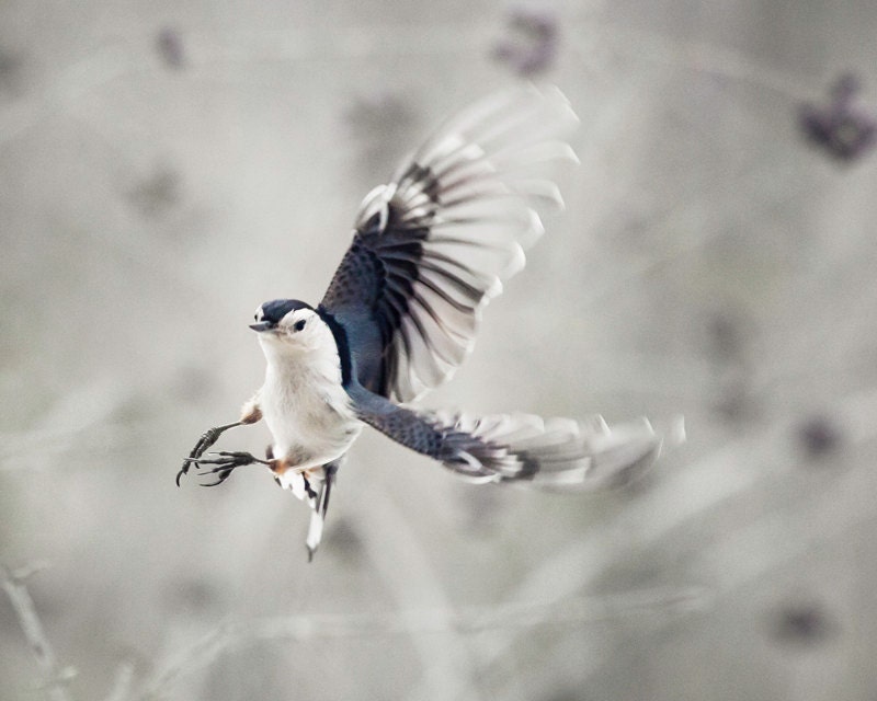 Bird Photography: The Art of Staying Aloft No.6 White-breasted Nuthatch (Sitta carolinensis)