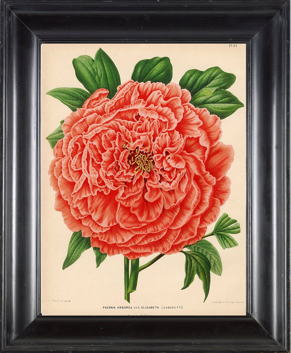 BOTANICAL PRINT Wendel 8x10 Botanical Art Print 52 Beautiful Paeonia Arborea Elisabeth Pink Orange Coral Peony Flower Garden Plant to Frame