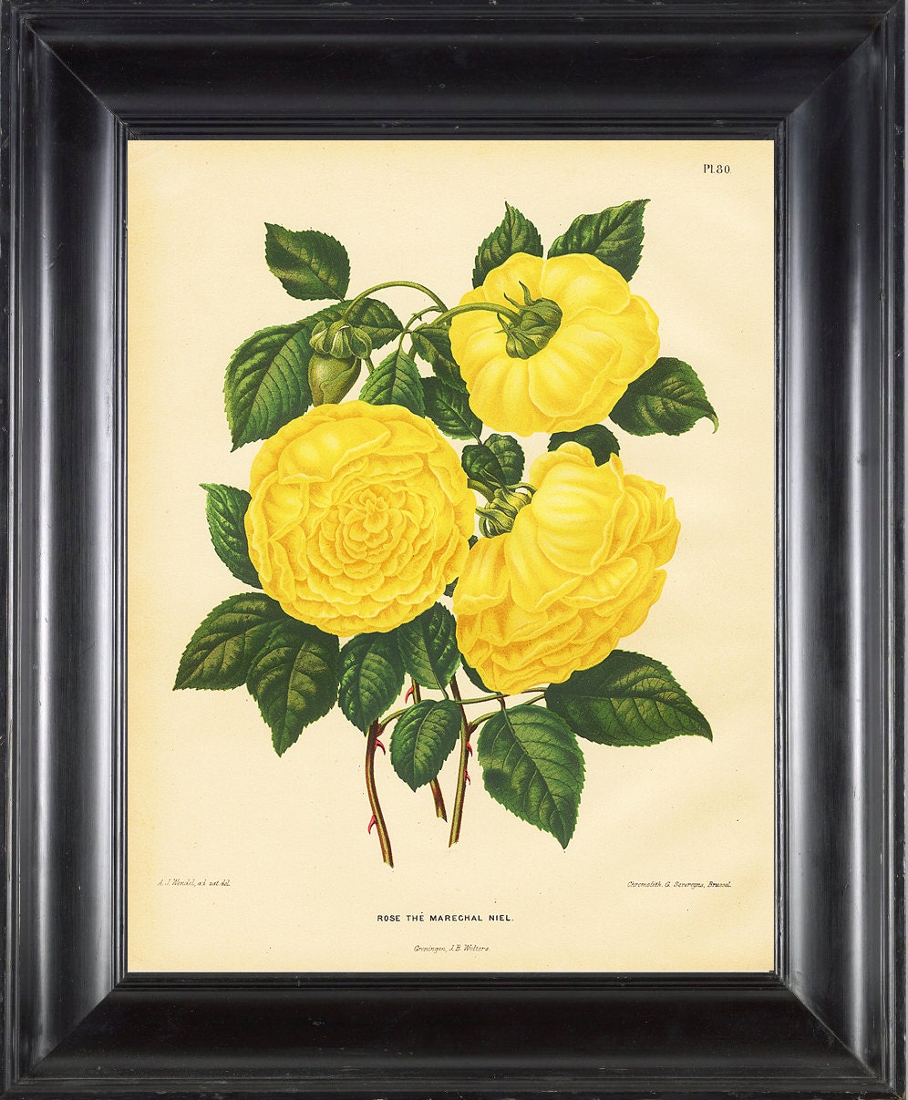 BOTANICAL PRINT Wendel 8x10 Botanical Art Print 51 BeautifulAntique Yellow Rose The Marechal Nie Flower Garden Plant Interior Design