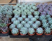 50 FIFTY  ECHEVERIA Rosette Style Succulents in their 4 inch plastic containers  wedding shower favors party gifts plants succulent