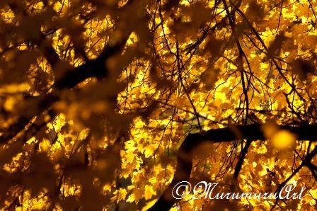 Yellow Forest, Sparkly Golden Fall, Sycamore Tree, Nature Fine Art Photography, 12 x 7.88"