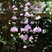 Shades of Purple Medium Felt and Crystal Rose Mobile