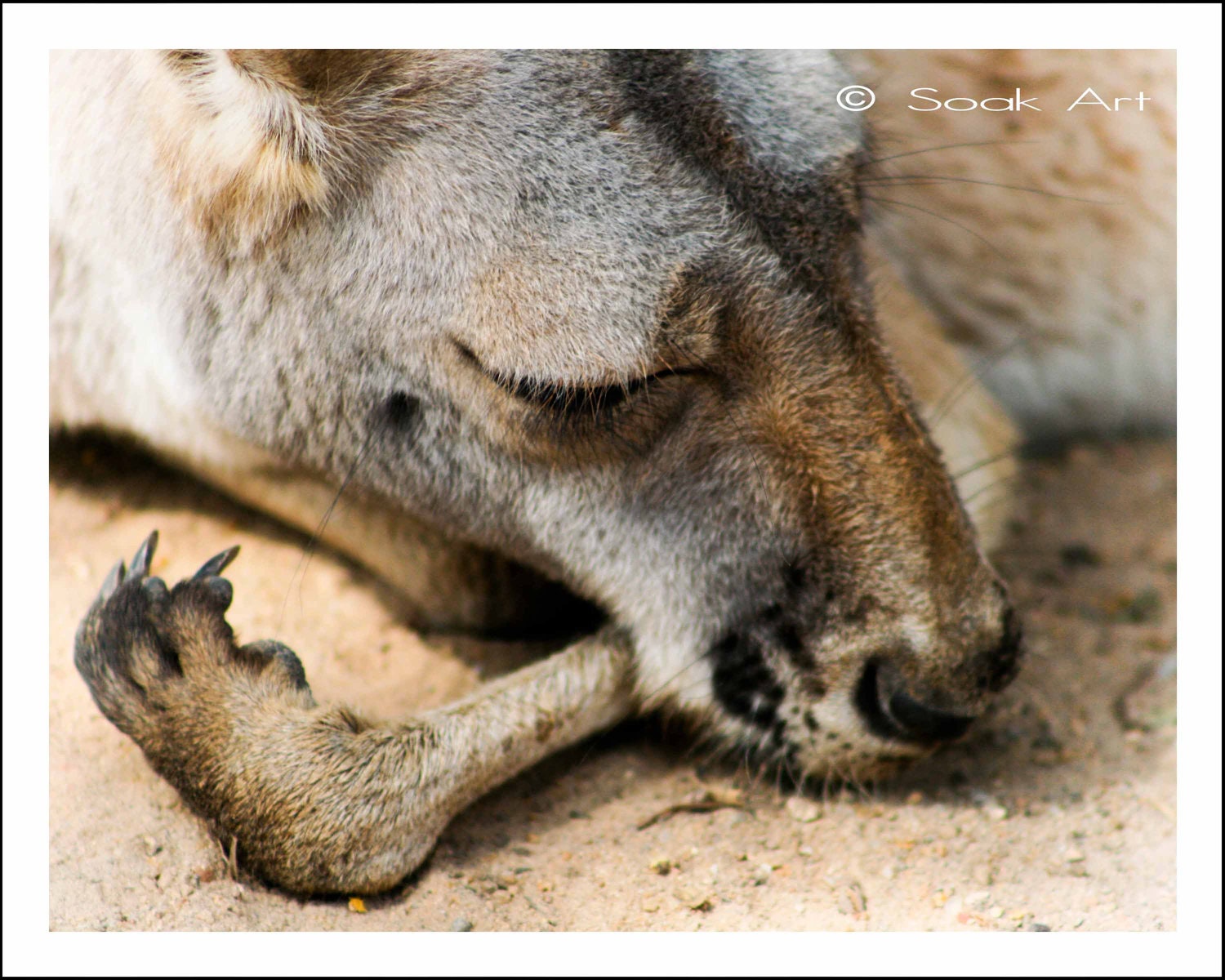 Kangaroo Photo, Fine Art Print, Australian Animal, 8x10, Macro Animal Photography, Close Up, Furry Brown Tan Grey