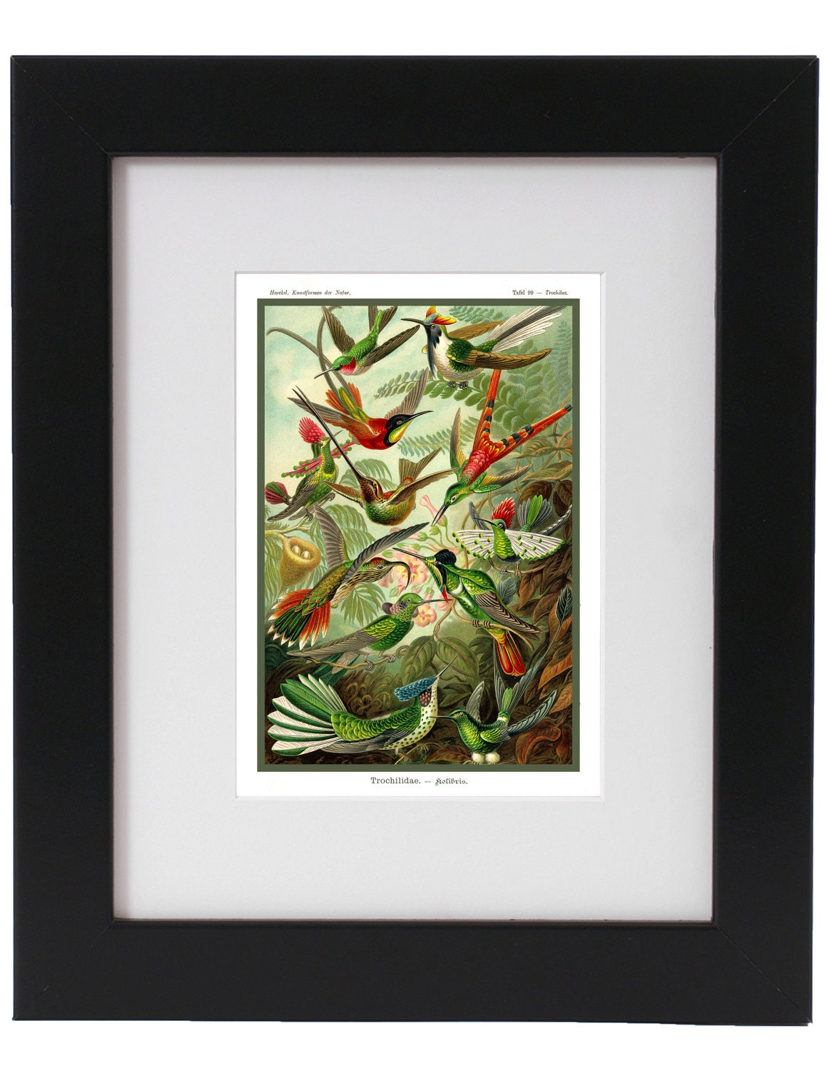 Vintage Ernst Haeckel 8" x 10" Nature, Colorful Birds, Victorian Era Natural Science Illustration On Archival Quality Paper
