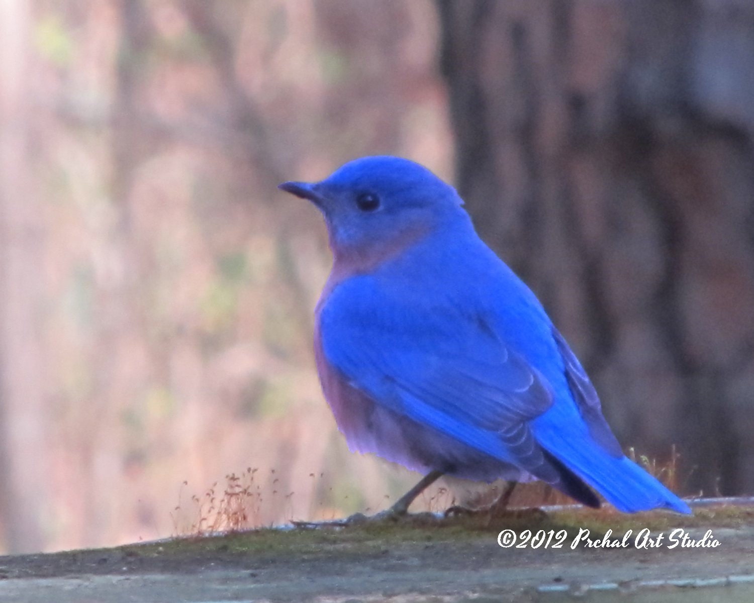 Bird Photography, Bluebird Photo, Nature Photography, 8x10 Print by Nacene Prchal