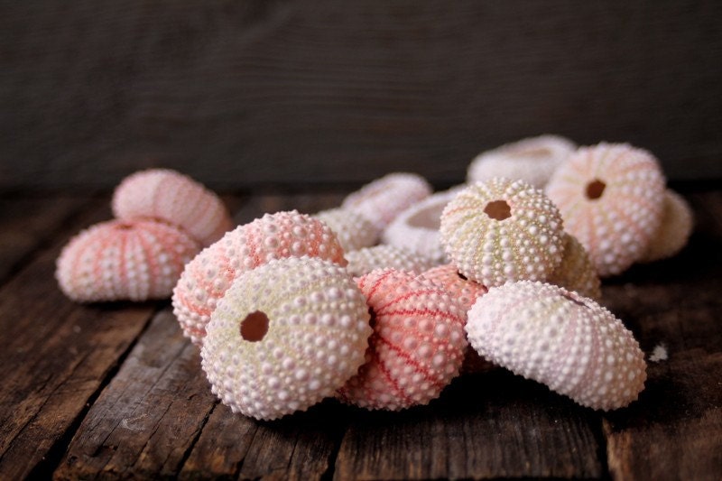 Pink Sea Urchin for beach decor, wedding supply, and crafting 12qty