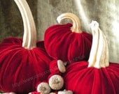 Velvet PUMPKINS & Velvet ACORNS - Real Pumpkin Stems and Real Acorn Caps - Cranberry