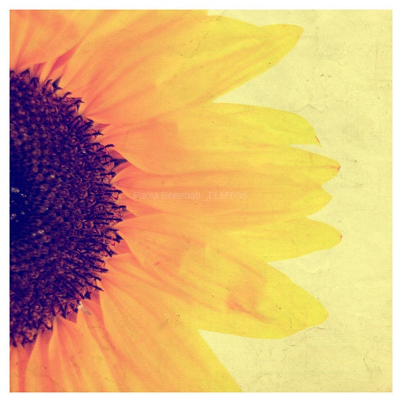 10x10 size. Sunflower photography. Home decor. - filamentoTGS