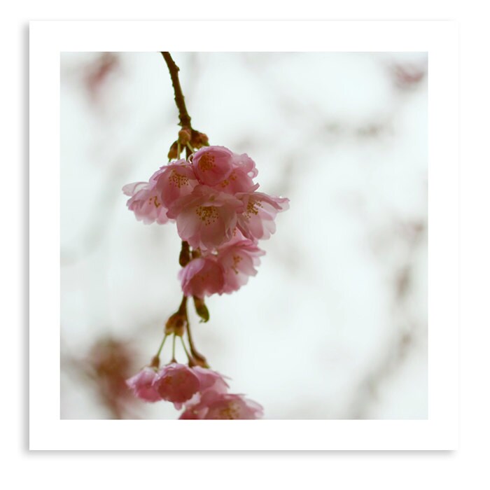 Print CHERRYTREE 12"x12" as poster on semi-matt photopaper (BORDERED 20120331 1081 Q)