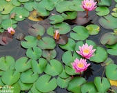 Pink Lillies, Water Lillies, Lily Pads - 8x12 (or 8x10) Photographic Print