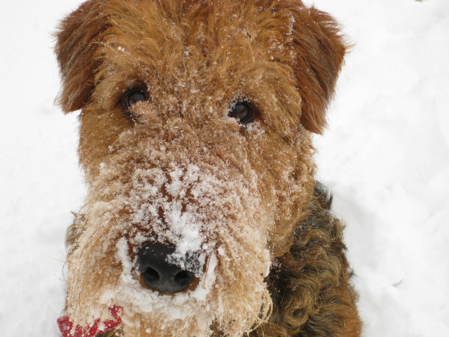 Snow Dog Airedale Terrier 8X10 Photo , Dog Lovers Gift , Pet Photography, "A Taste of Winter"