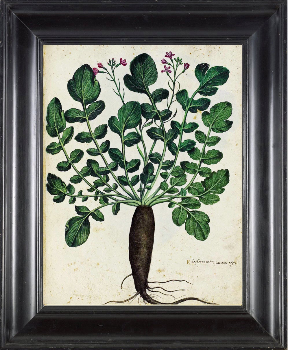 ITALIAN VEGETABLE Garden Aldrovandi 8X10 Art Print 39 Botanical Antique Beautiful Rooted Flower Plant with Green Leaves Nature