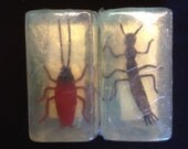 Almond Embedded Toy Bug Glycerin Soap bar by Lavish Handcrafted