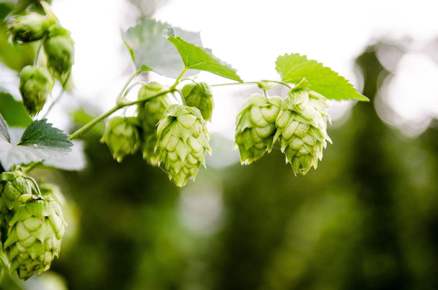 hops beer