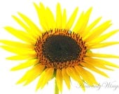 Bright Sunflower Photography, Lovely Vibrant Yellow, Brown and Orange Home Decor, Beautiful 8x10 Flower Photo, Wonderful Kitchen Decor