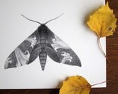 Sphinx Moth with Lilies - 5x7 print - Black and white moth art