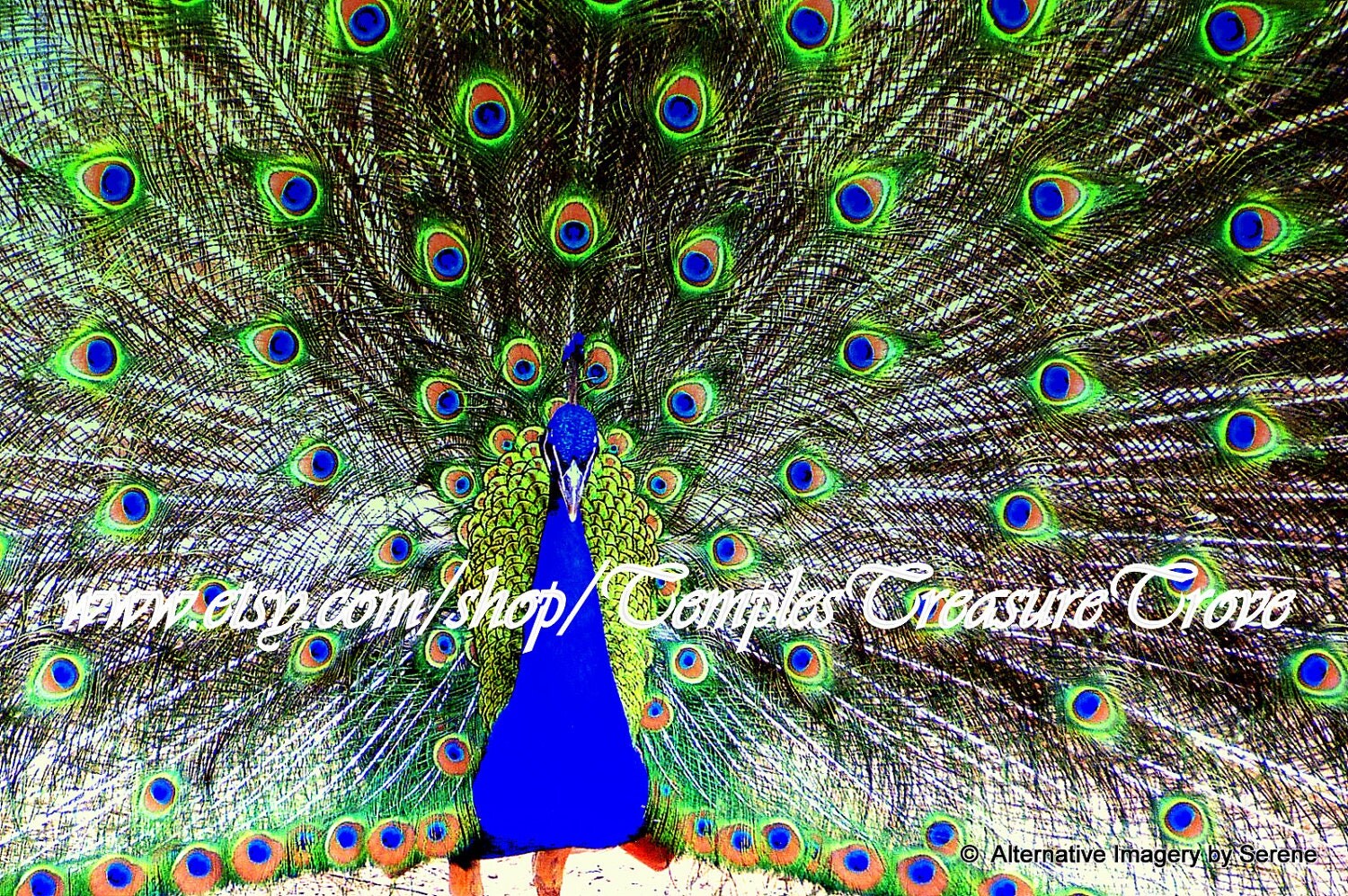 Dancing Peacock Pictures