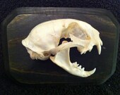 Dissected Bobcat Wall mount Oddities Taxidermy