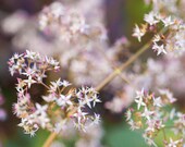 Fine Art Photography Card Macro Photography Flowers Pink Green and White